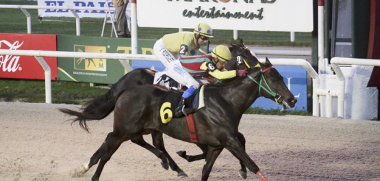 Domingo 22 de Febrero de 2016 - Hipódromo Nacional de Maroñas