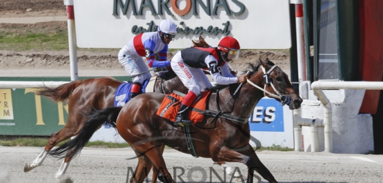 Sábado 17 de diciembre de 2016 - Hipódromo Nacional de Maroñas