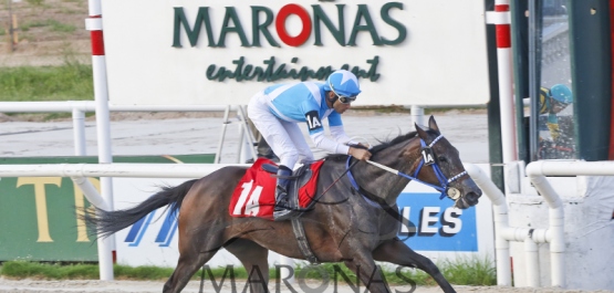 CLÁSICO LOS HARAS (G 3)