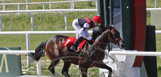 Domingo 12 de noviembre de 2017 - Hipódromo Nacional de Maroñas