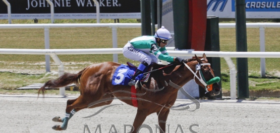 Domingo 19 de noviembre de 2017 - Hipódromo Nacional de Maroñas