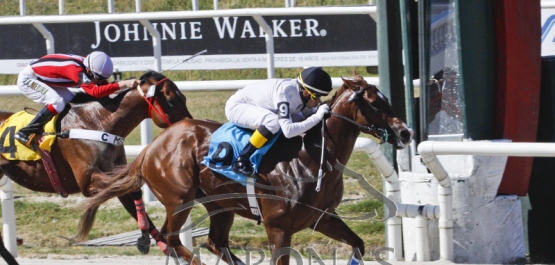 Domingo 26 de noviembre de 2017 - Hipódromo Nacional de Maroñas