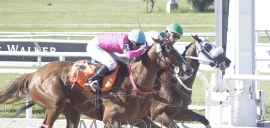 CLÁSICO STUD BOOK  URUGUAYO