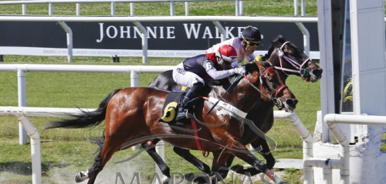 Domingo 4 de noviembre de 2018 - Hipódromo Nacional de Maroñas