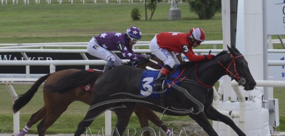 Domingo 17 de marzo de 2019 - Hopódromo Nacional de Maroñas