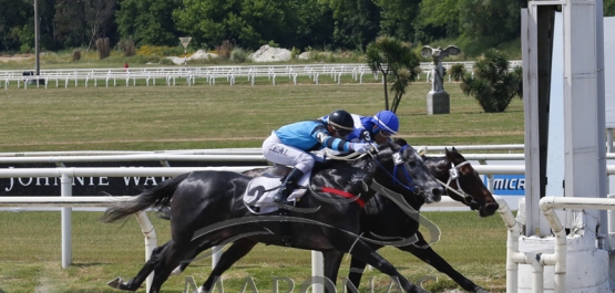 Domingo 17 de noviembre de 2019 - Hipódromo Nacional de Maroñas