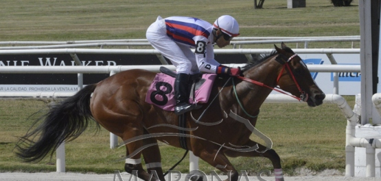 Domingo 8 de diciembre de 2019 - Hipódromo Nacional de Maroñas