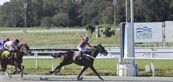 GRAN PREMIO POLLA DE POTRILLOS