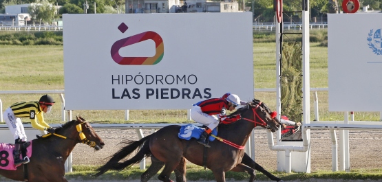 GRAN PREMIO POLLA DE POTRILLOS