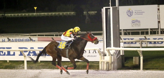 GRAN PREMIO POLLA DE POTRILLOS
