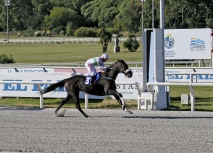 HANDICAP ESPECIAL KUMIS