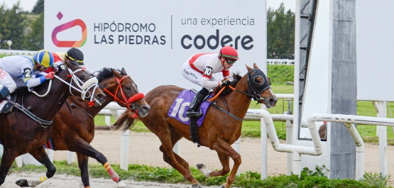 GRAN PREMIO DE HONOR